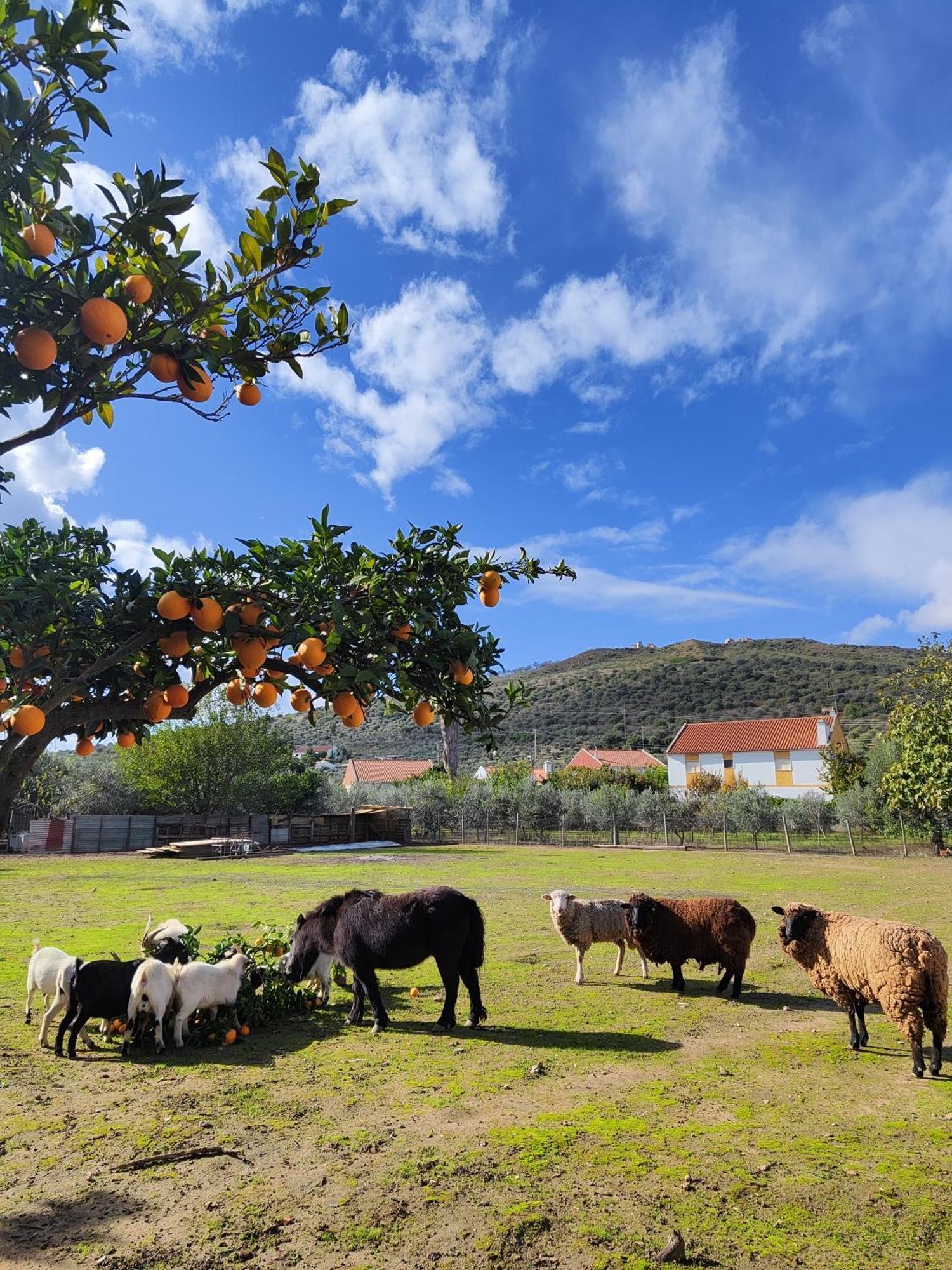 Quinta Da Ponte Das Hortas 2 Elvas Kültér fotó